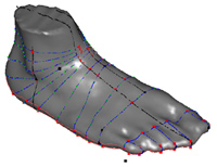 Foot form and Homologous cross section and points