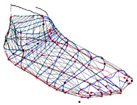 Foot Homologous scross section and Model